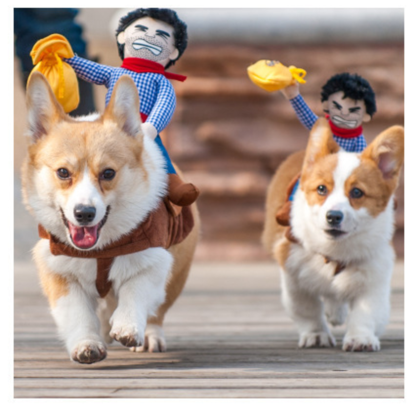 Pet clothes