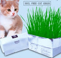 Soilless Organic Cat Grass