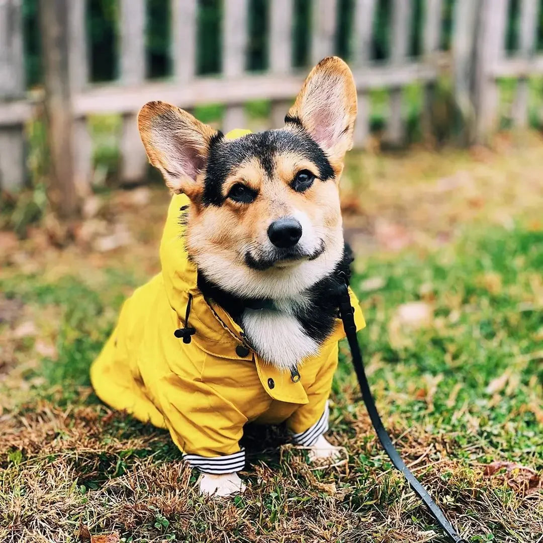 Pet Dog Clothes for Small Medium Dogs Waterproof Puppy Raincoat Fashion Cool Dog Jacket Coat Windproof Dogs Outfit Pet Supplie