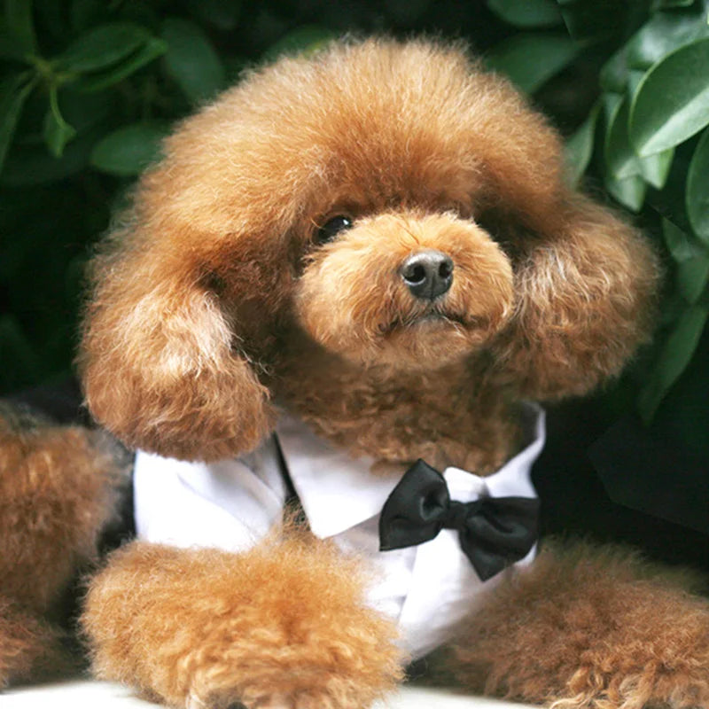 Dog Clothes Cat Prince Wedding Costume Cute Gentleman Cachorro Mascotas Chihuahua Tuxedo Bowtie Puppy Coat Pets Supplies